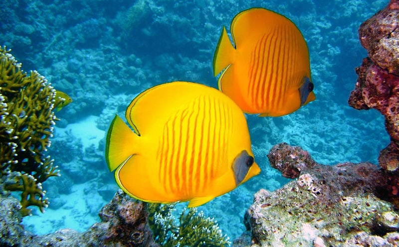 Coral Crush