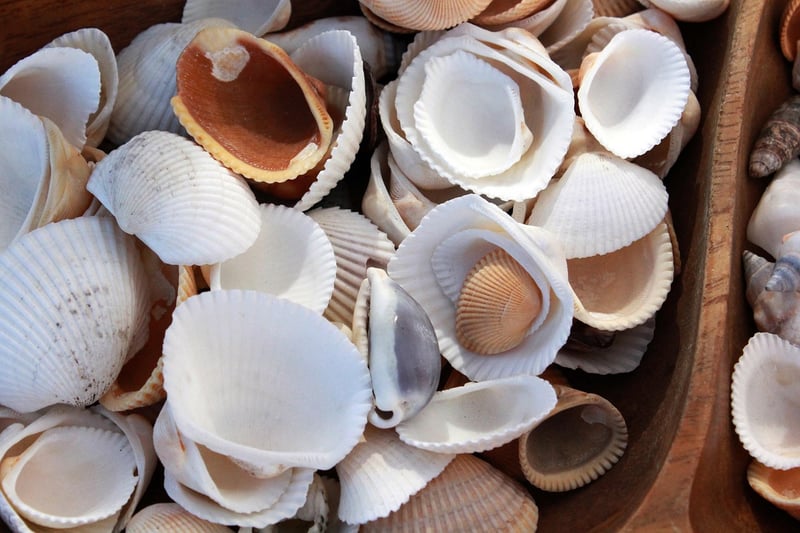 Seashell Sensation
